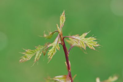 Quercus palustris 'Green Dwarf' - dub bahenní 'Green Dwarf' - jarní výhonky